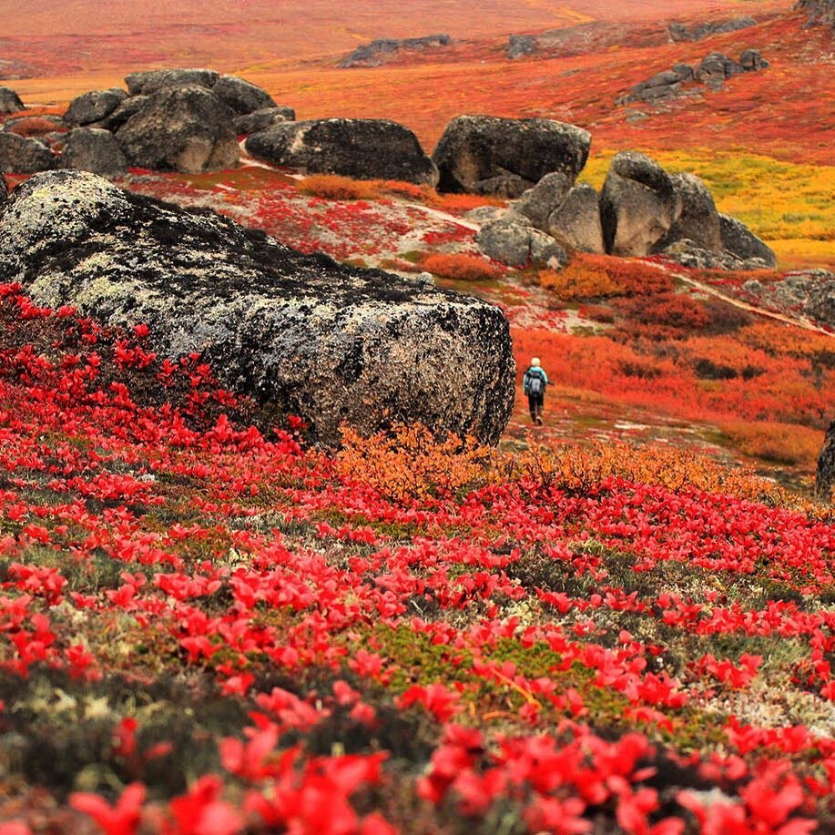 A hiker in fall landscape with red, orange and yellow foliage.