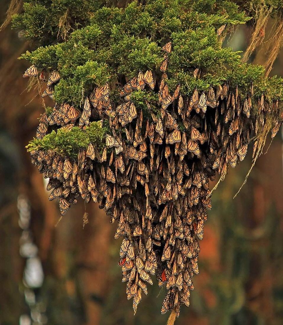 A chandelier-shaped cluster of orange and black butterflies.