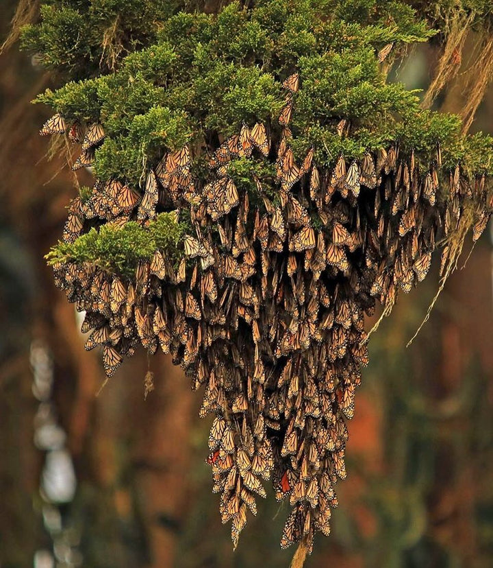 A chandelier-shaped cluster of orange and black butterflies.