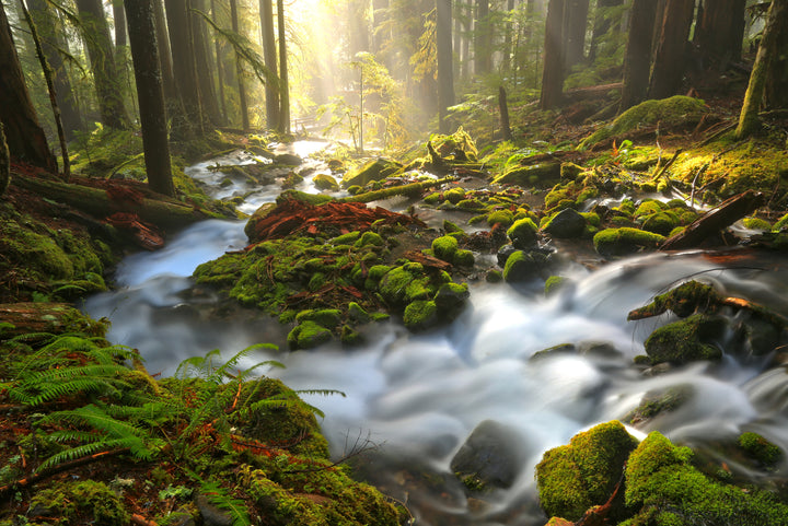 A blurry creek runs through a mossy forest.