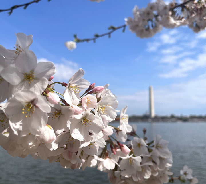 Knitting Our National Parks - Huespun Fiberworks - DC Cherry Blossoms - Preorder