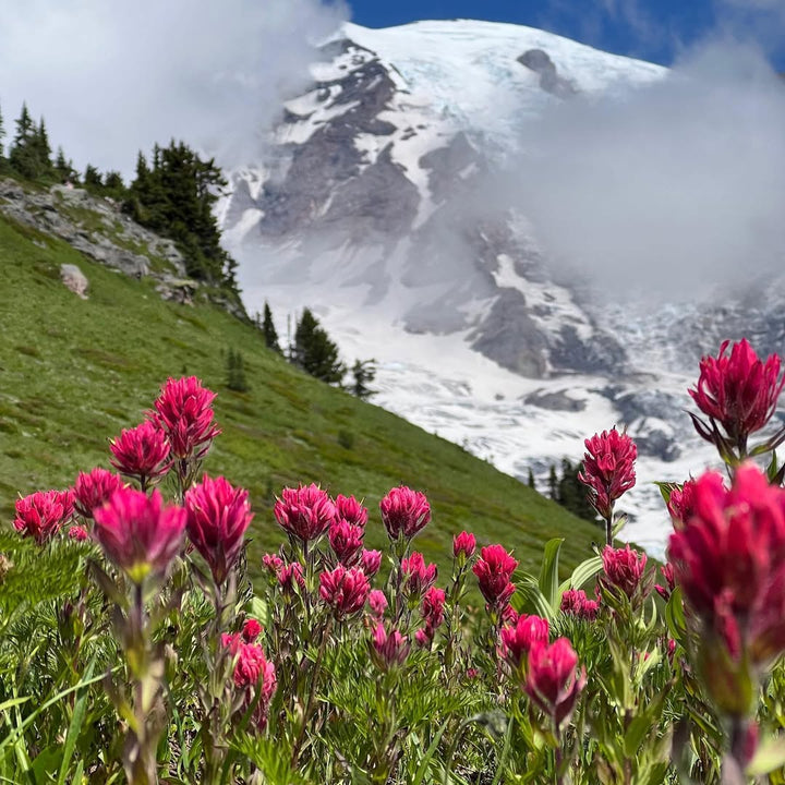 Knitting Our National Parks - Sea Change Fibers - Mount Rainier National Park