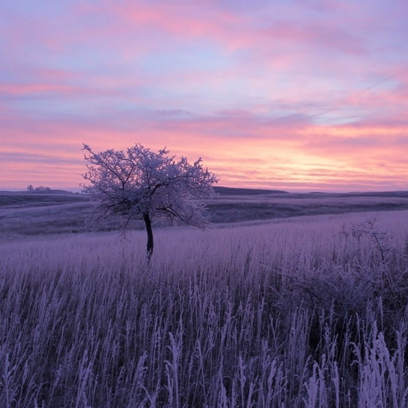 A purple and pink sunrise over an icy prairie.
