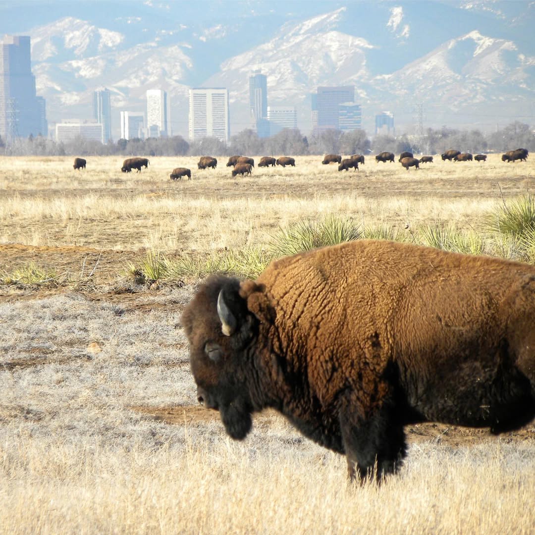 A field with a large bison grazing, with a herd of bison in the distance against a backdrop of mountains and a city skyline.