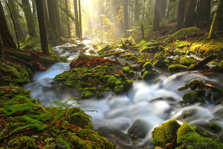 A blurry creek runs through a mossy forest. 
