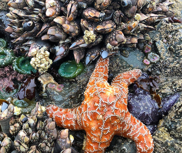 An orange starfish among shells.