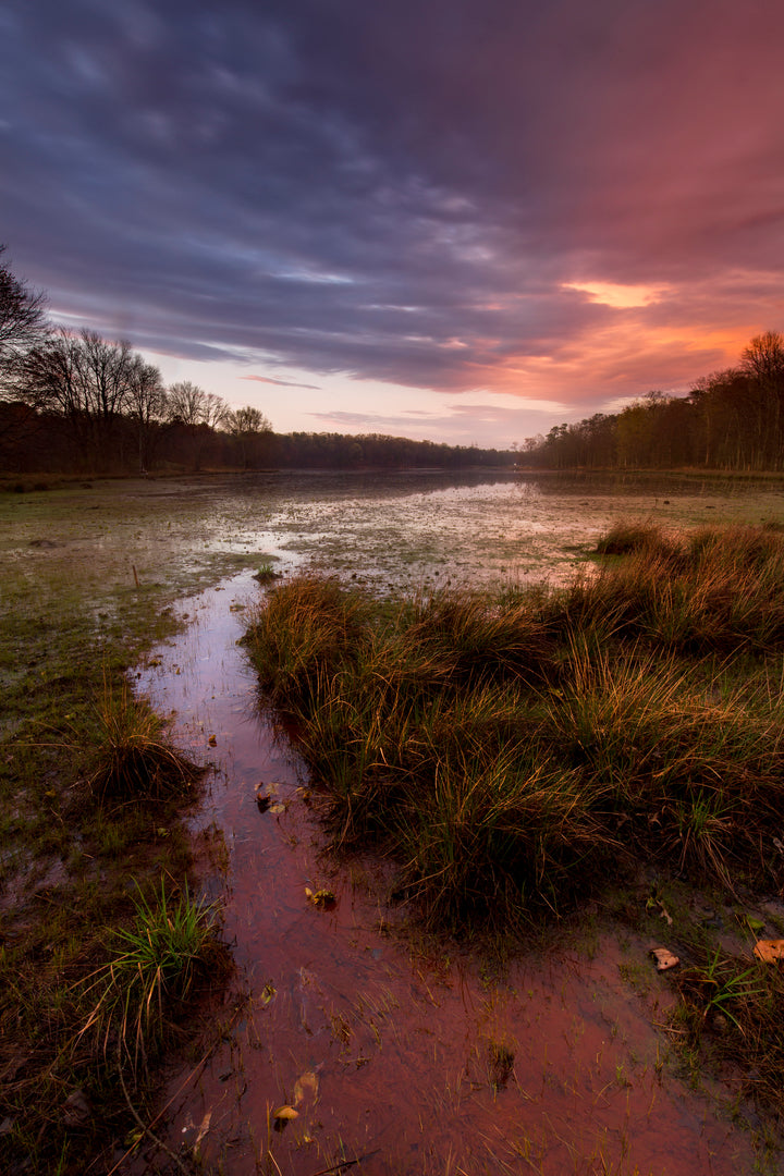 A marshy area under a pink sunset.
