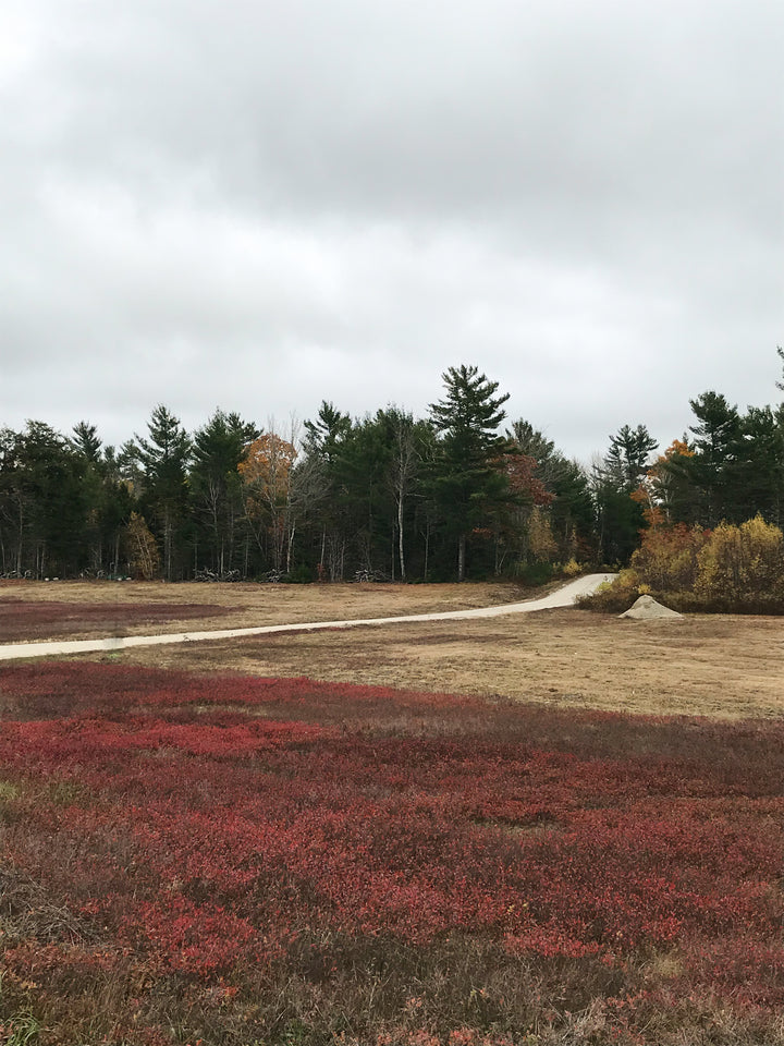 A field of crimson blueberry bushes. 