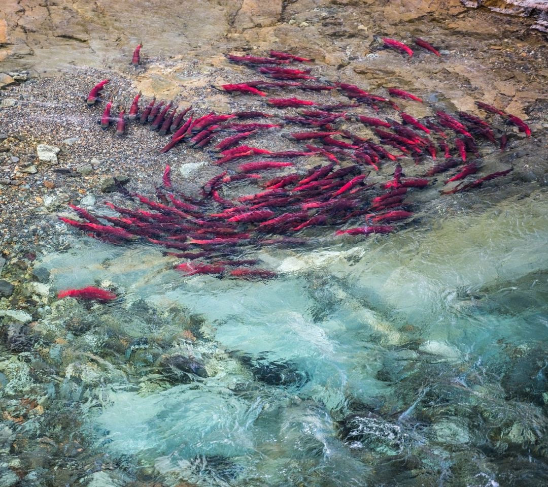 Knitting Our National Parks - Barker Wool - Sockeye for Deb