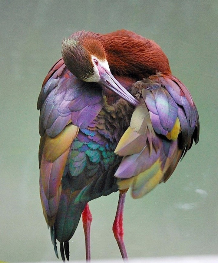 A bird in purple, brown, green and gold.